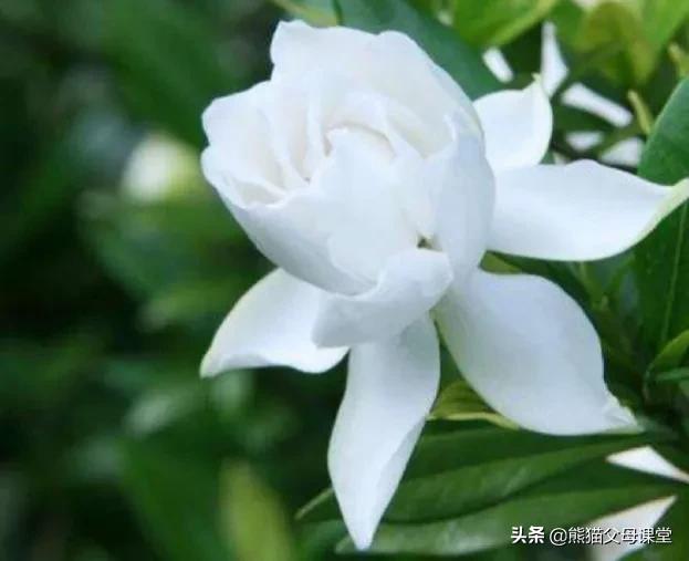 英语前置定语和后置定语,英语语法后置定语是什么