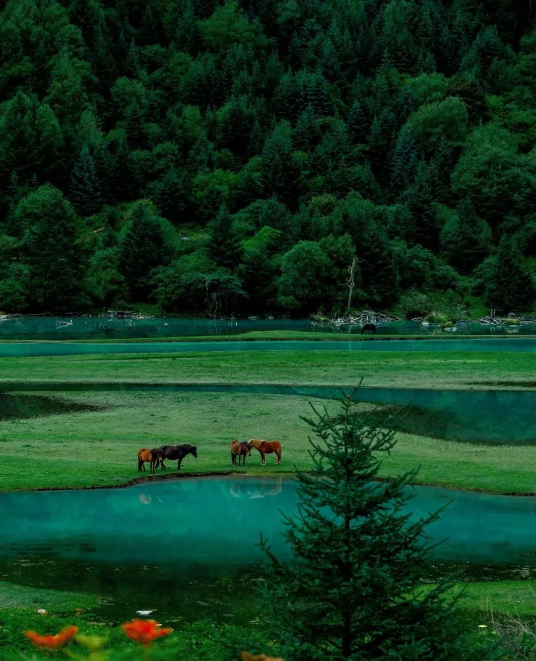 甘孜文旅局长化身侠客火出圈,火出圈啦