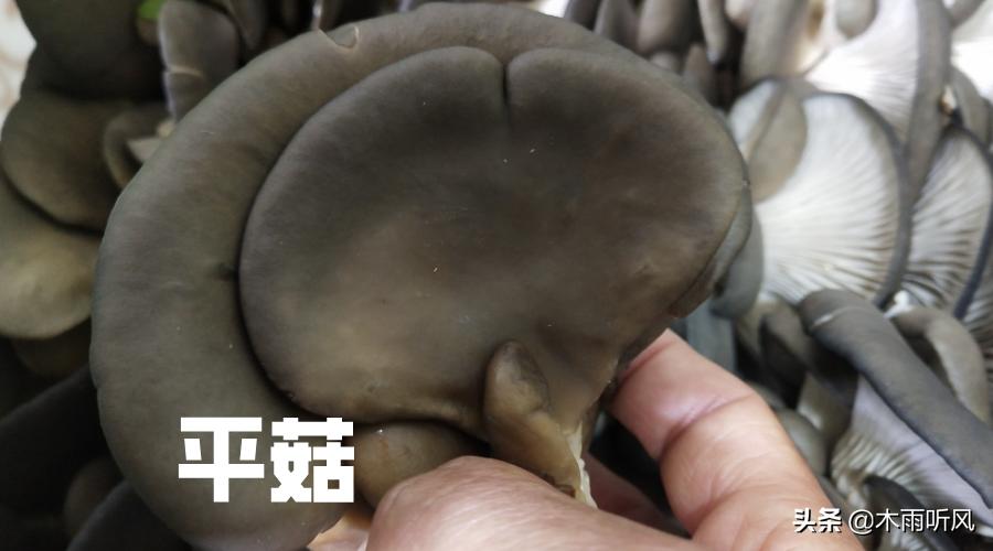 平菇接种后发现水分有点大怎么办,种植平菇要加什么肥料