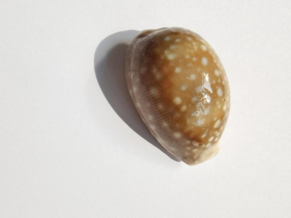 海南海鲜贝类有哪些,海南海鲜贝类