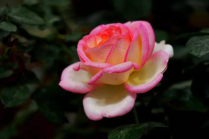 月季品种醉花,月季品种大全及图片欣赏