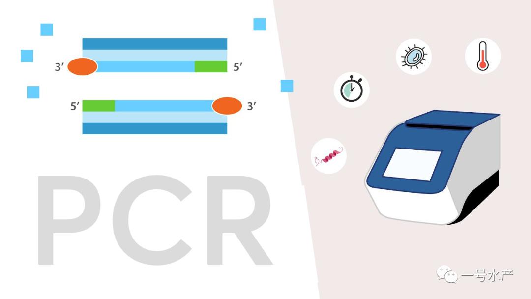 pcr的原理和检测方法,pcr检测水产操作全过程