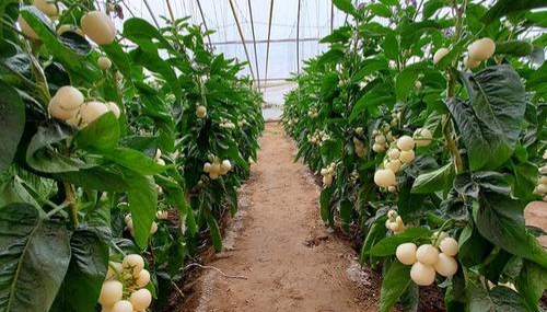 人参果的果实是什么样子的,人参果为什么是菌类植物的果实