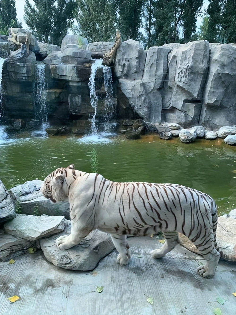 大兴野生动物园之旅,北京野生动物园和猛兽亲密接触