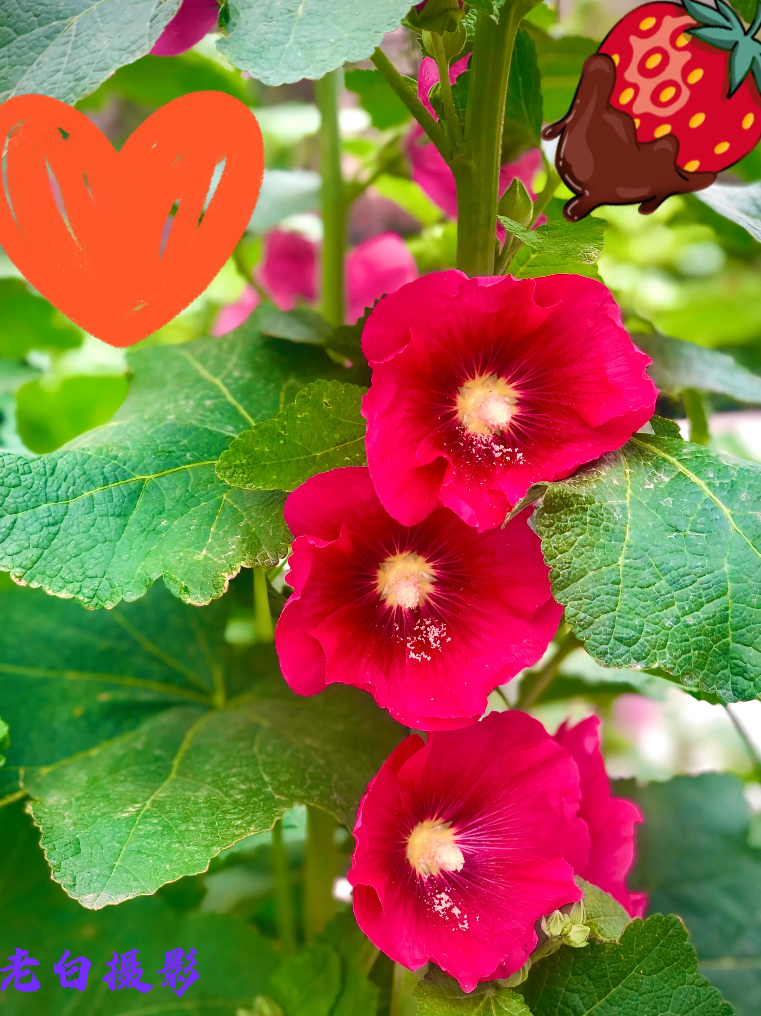 生活的极致就是化繁为简,极简是一种生活态度越简单越精致