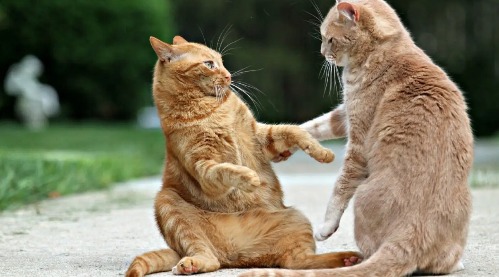 母猫交配后，为什么会满地打滚，还转头攻击雄性？