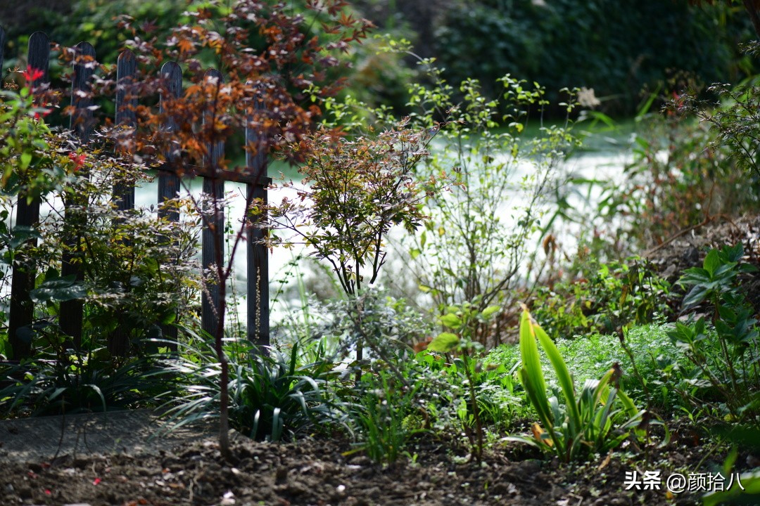流放到菜地的花儿们，尽情绽放吧，不管在哪里｜园丁