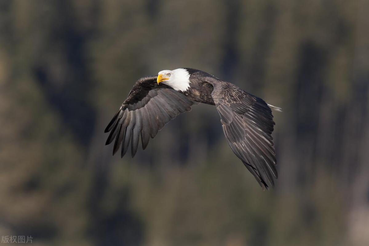 关于赞美鹰的诗句大全,关于鹰豪迈的诗句