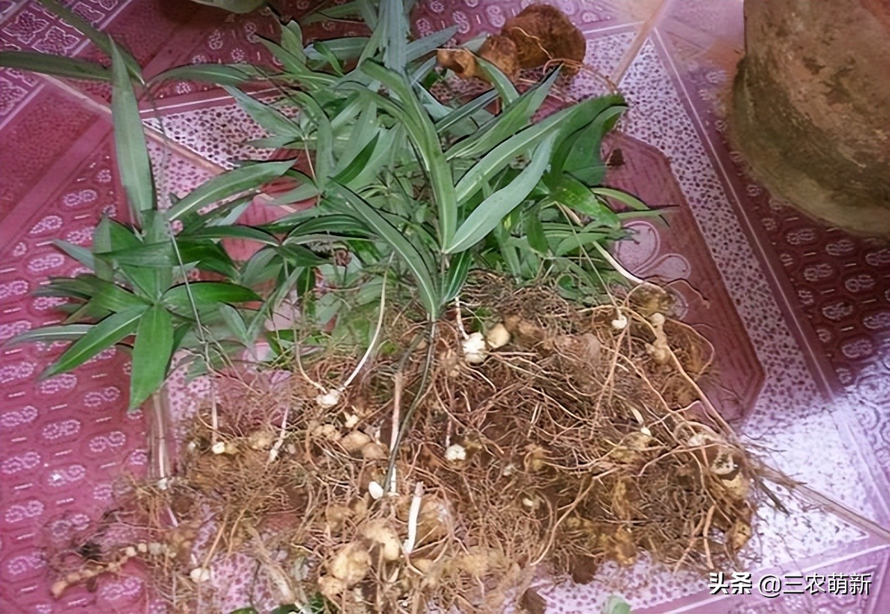 野生鸡头参采挖,鸡头参能不能经常挖