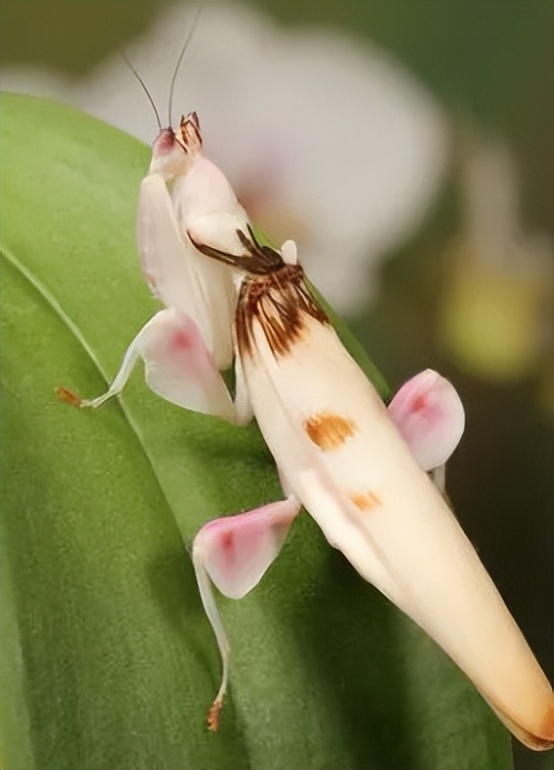成虫时期的兰花螳螂长什么样子,兰花螳螂是否是自然界原有的物种