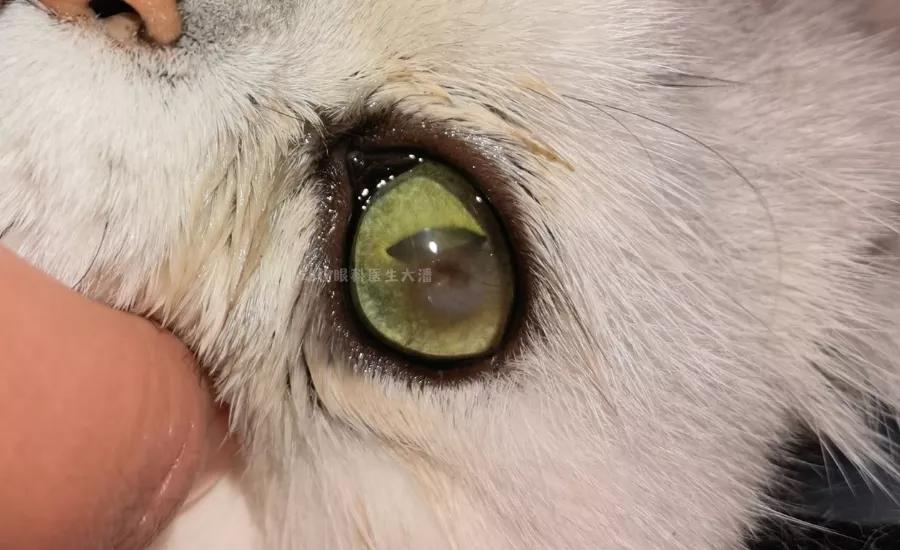 猫咪角膜腐骨保守治疗过程,猫角膜腐骨如果不处理会怎样