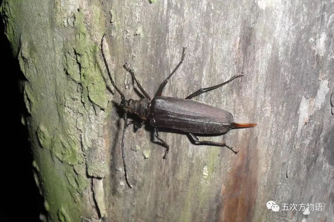 中国天牛图鉴,天牛全程图鉴