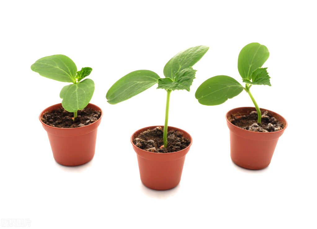 蔬菜苗移栽后如何迅速缓苗,蔬菜分苗方法和技巧