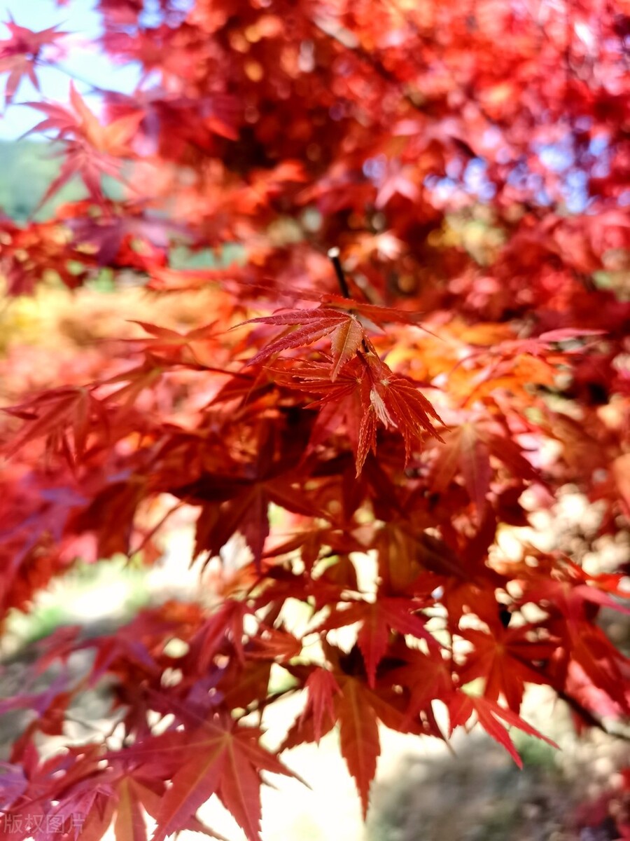 成都春天超美的地方,成都现在风景最美的地方