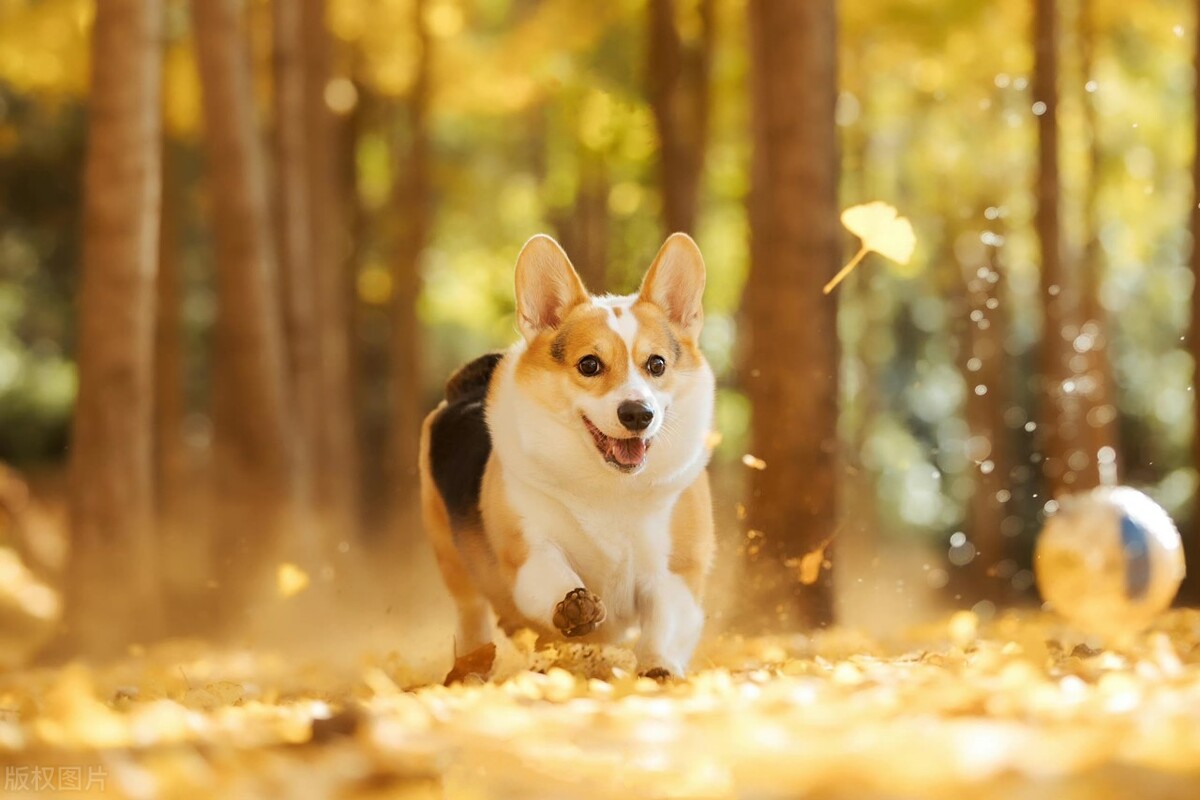 为啥现在的狗越来越难养,成年后的狗子还能养好吗