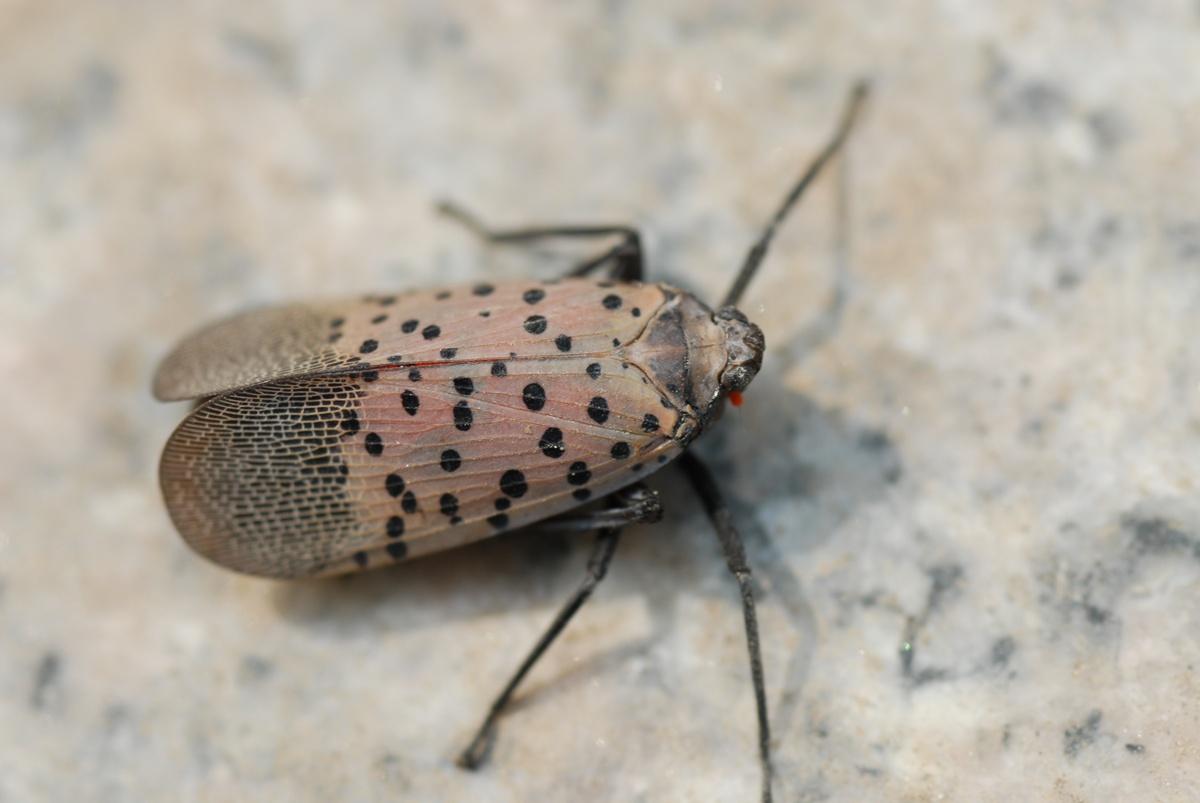 小红隼落难获救助,大妈救助一只红隼下集