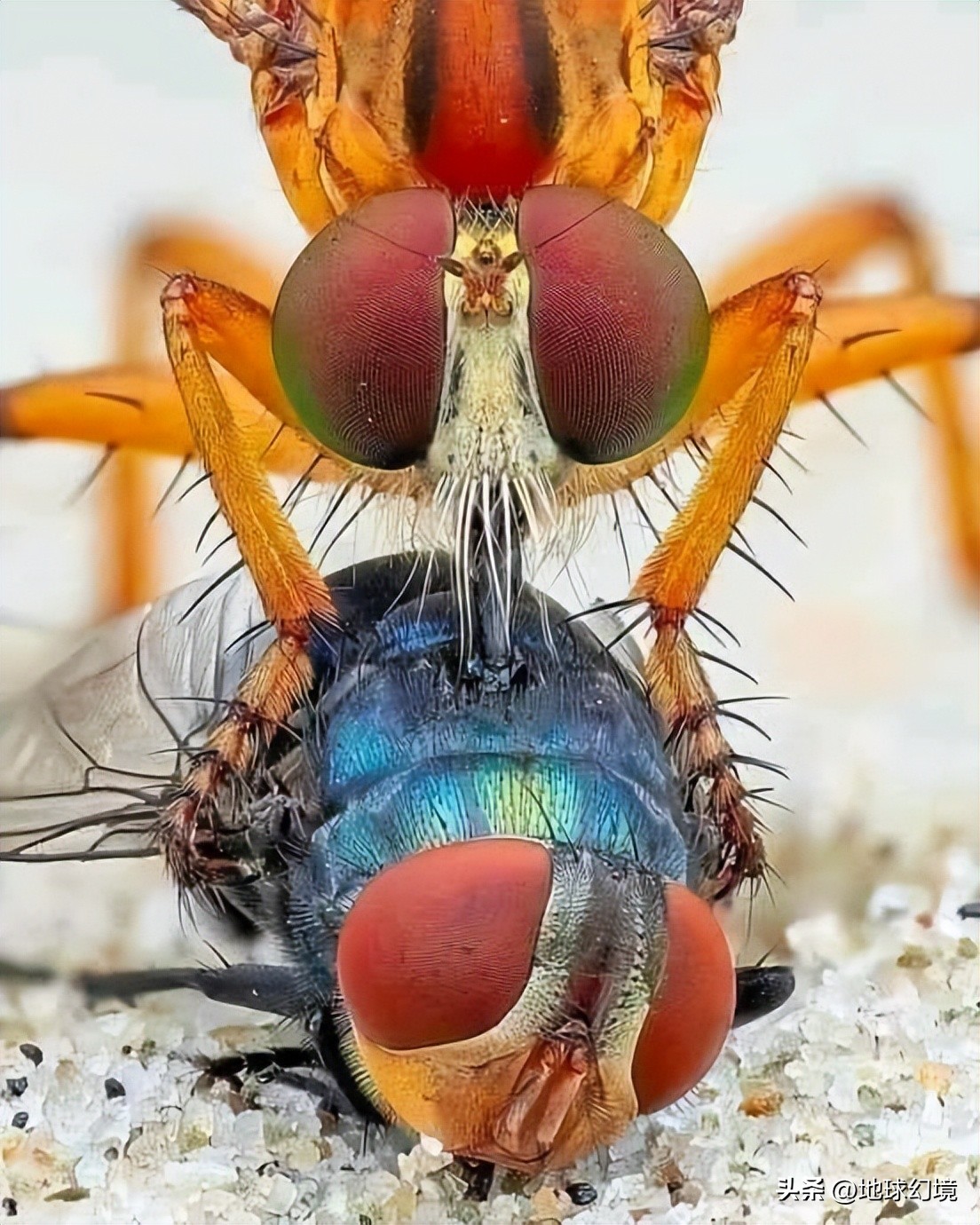 21张罕见动物照：凶狠浣熊攻击鳄鱼，巨大水蛭缠腰一圈