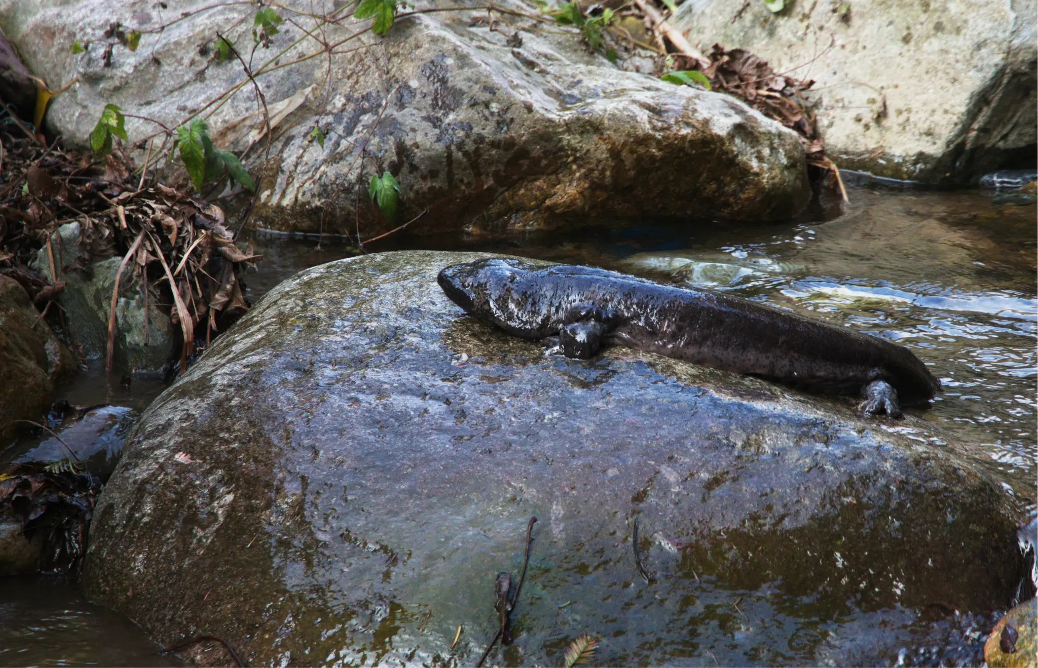 大鲵选育研究和病毒疫苗研发
