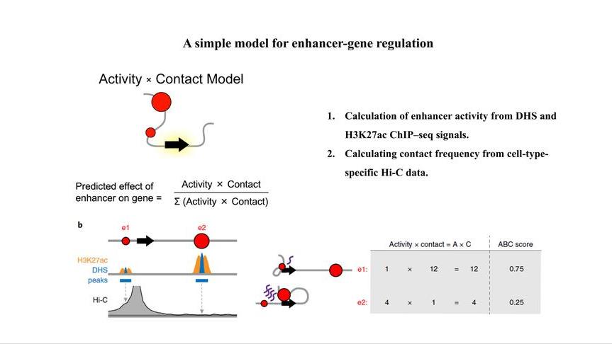 新西兰的几维鸟属于什么类型,新西兰的几维鸟有什么样的形态