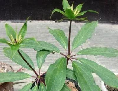 神农本草经上关于七叶一枝花,七叶一枝花号称药王