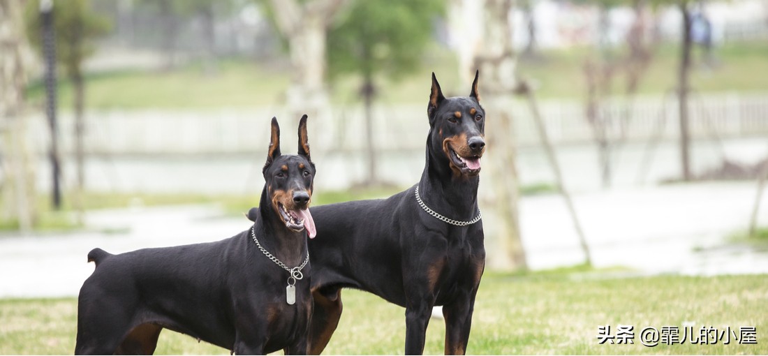 如何让你挑到称心如意的犬类宠物？一起来看看这份宝典指南吧