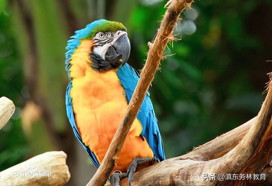 蓝黄金刚鹦鹉叫声,蓝黄金刚鹦鹉一般多少钱