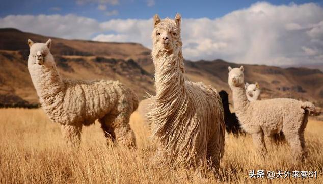 每日一动物：羊驼「yángtuó」