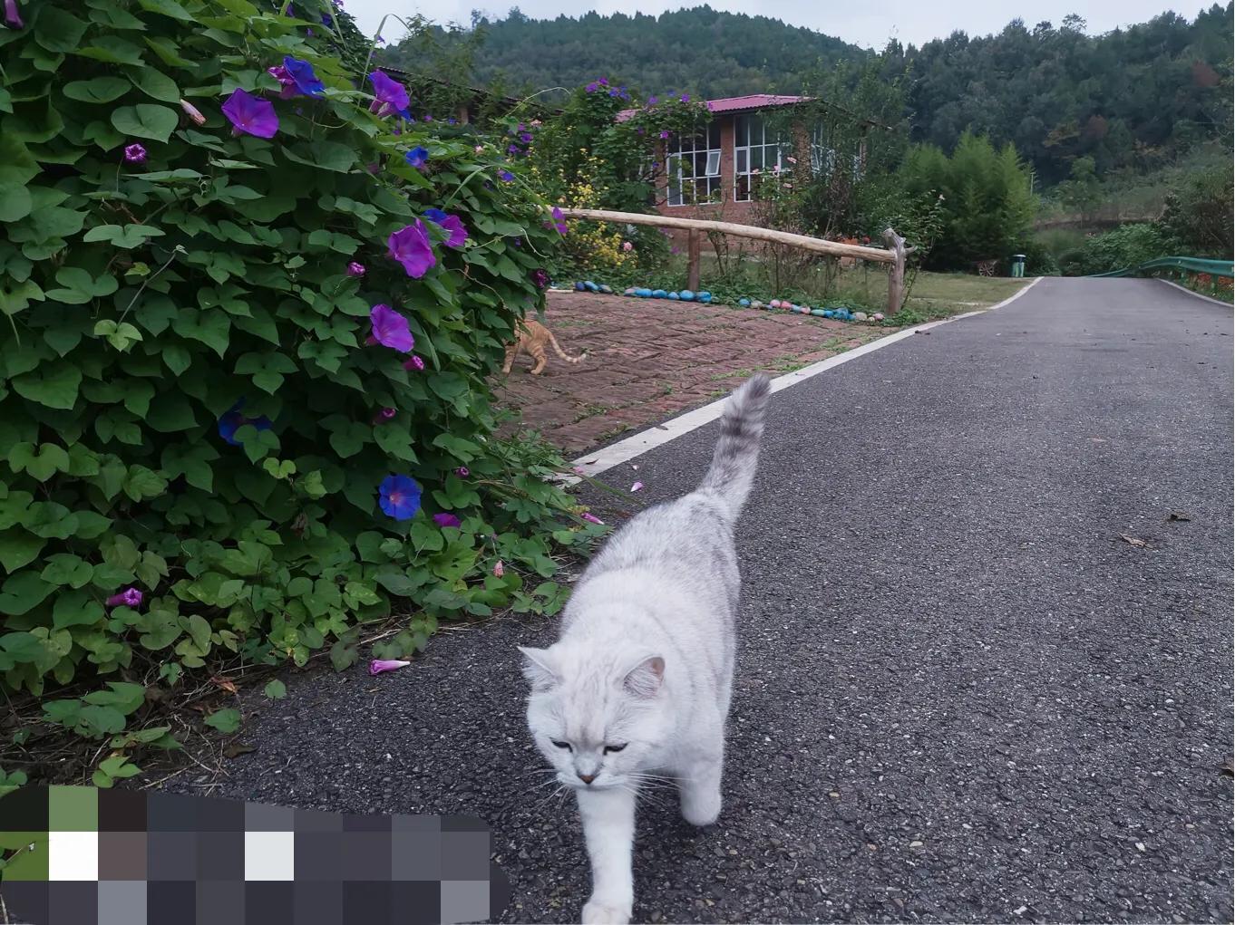 閲戝爞椴滆姳灞辫胺鍊煎緱鍘诲悧,閲戝爞椴滆姳灞辫胺娓歌