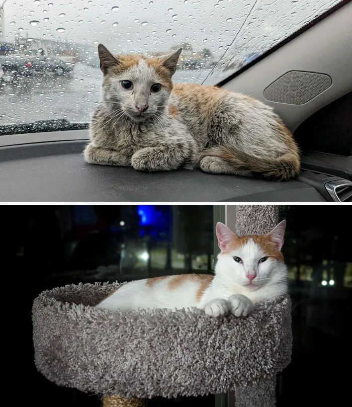流浪猫被收养的前后对比,流浪猫被收养前后对比照暖心