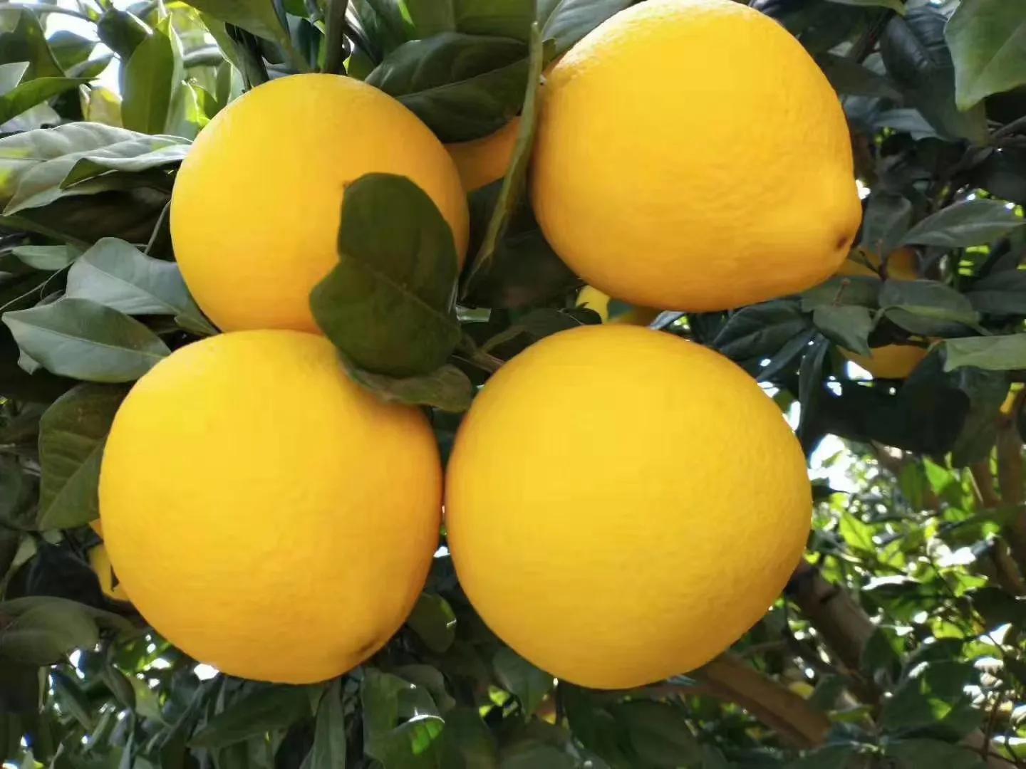 赣南脐橙2005年价格,赣南寻乌脐橙价格表