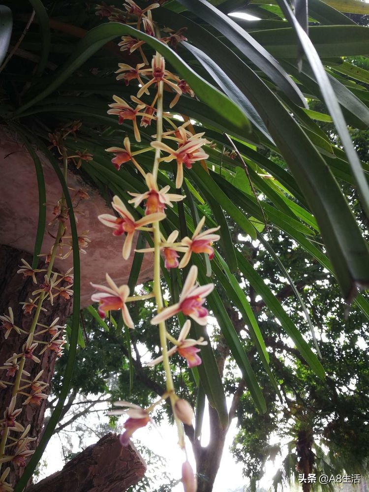 带你认识中华兰花纹瓣兰,顶级纹瓣兰图片