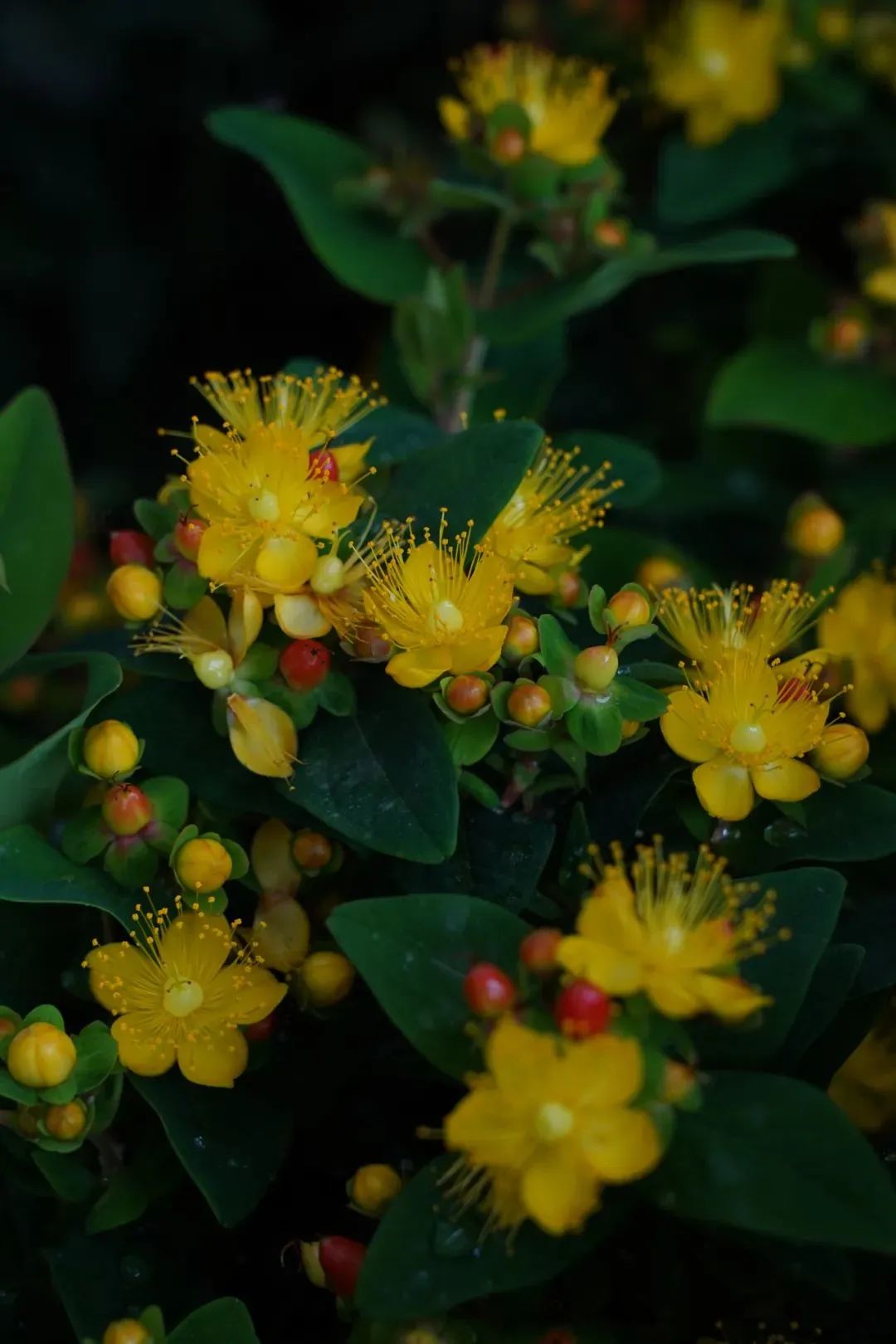 花市上新｜６月的花儿，点燃郫都盛夏色彩