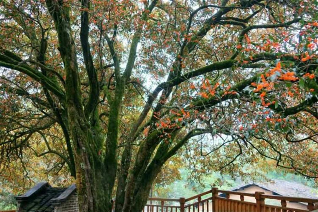 桂花九龙桂特征,桂花哪个品种做桂花茶