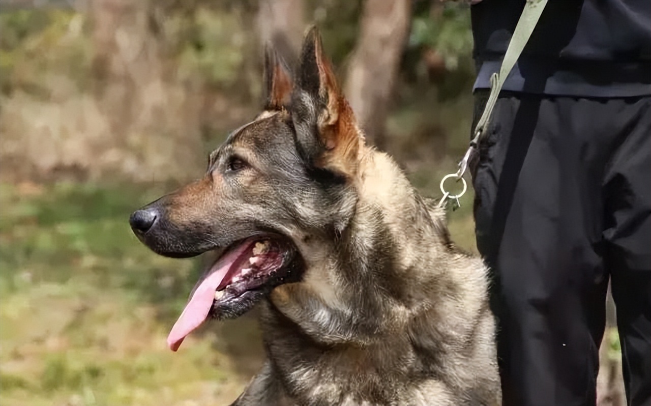 昆明犬的毛病,昆明犬的优缺点