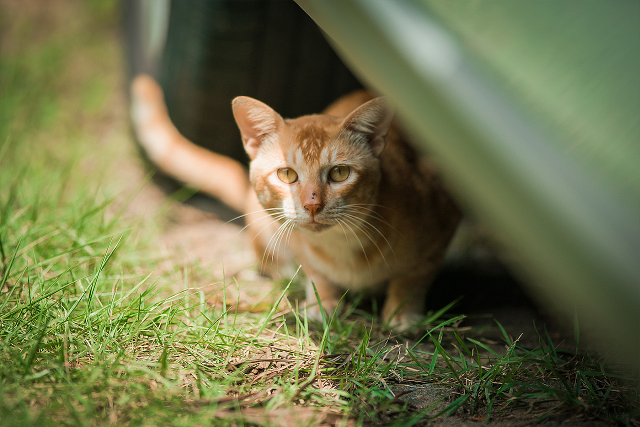 猫咪走丢了最快找回方法,猫咪走丢了怎么快速找回