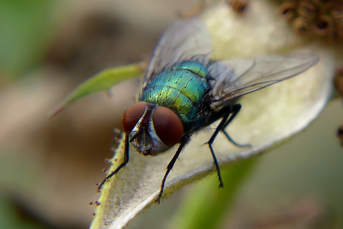 活蛆的另类妙用?一战时用蛆清创,几百条蛆曾挽救即将截肢的病患