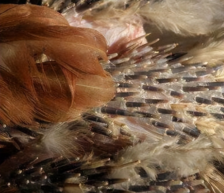 绿壳蛋鸡的养殖全过程,绿壳蛋鸡的正确养殖方法