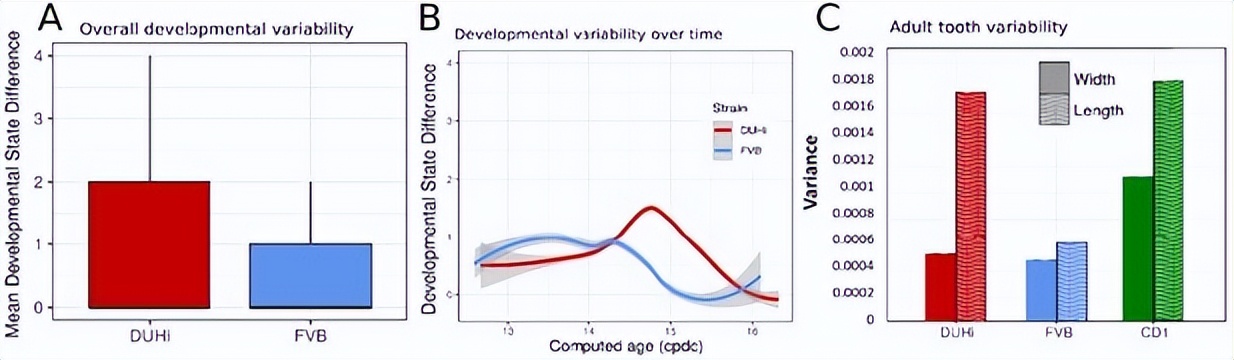 基于小鼠磨牙进化演变，研究其发育变异性通道的进化过程