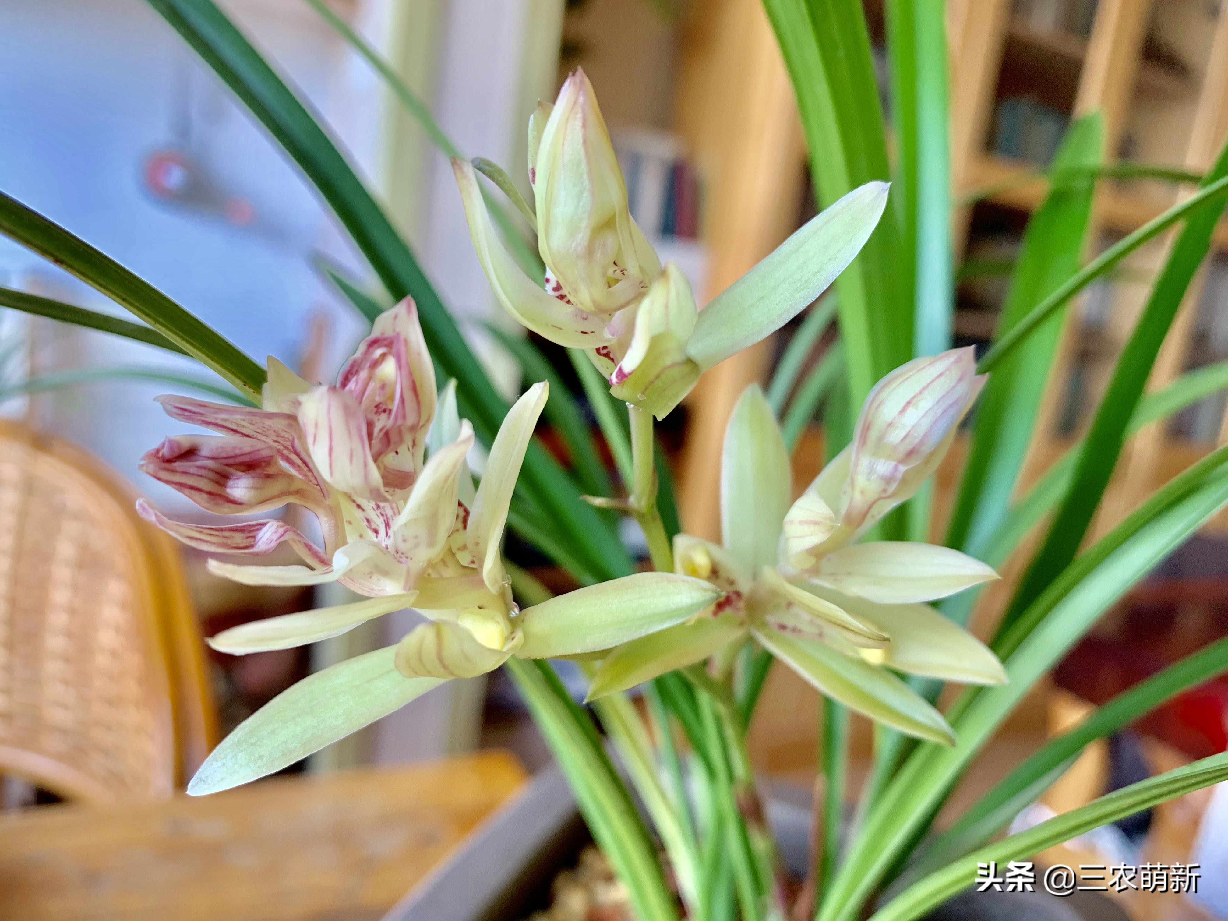 兰花的哪些品种比较好养,兰花哪个品种好养养不死