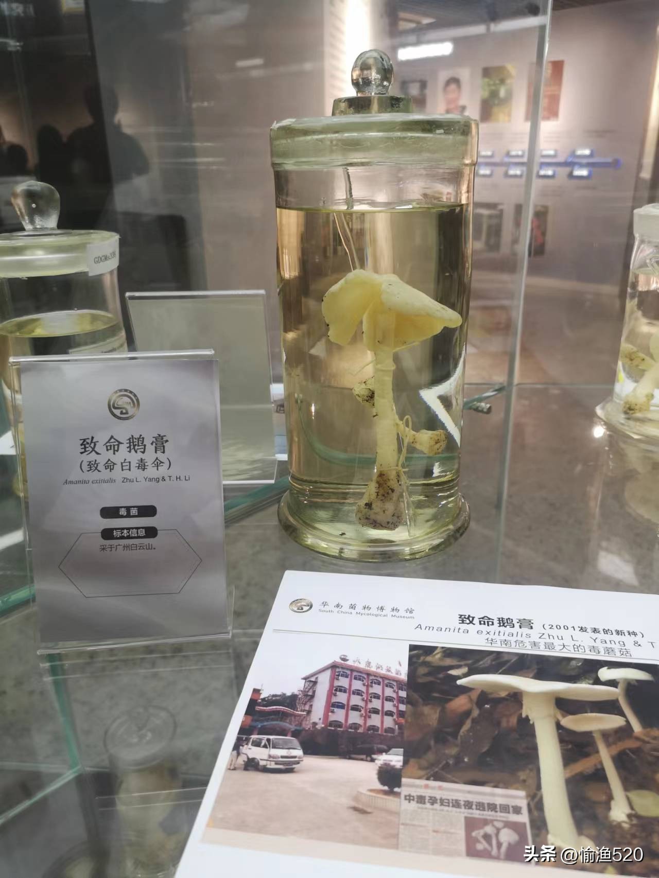 路边的蘑菇不要采安全,路边的蘑菇不要采有毒