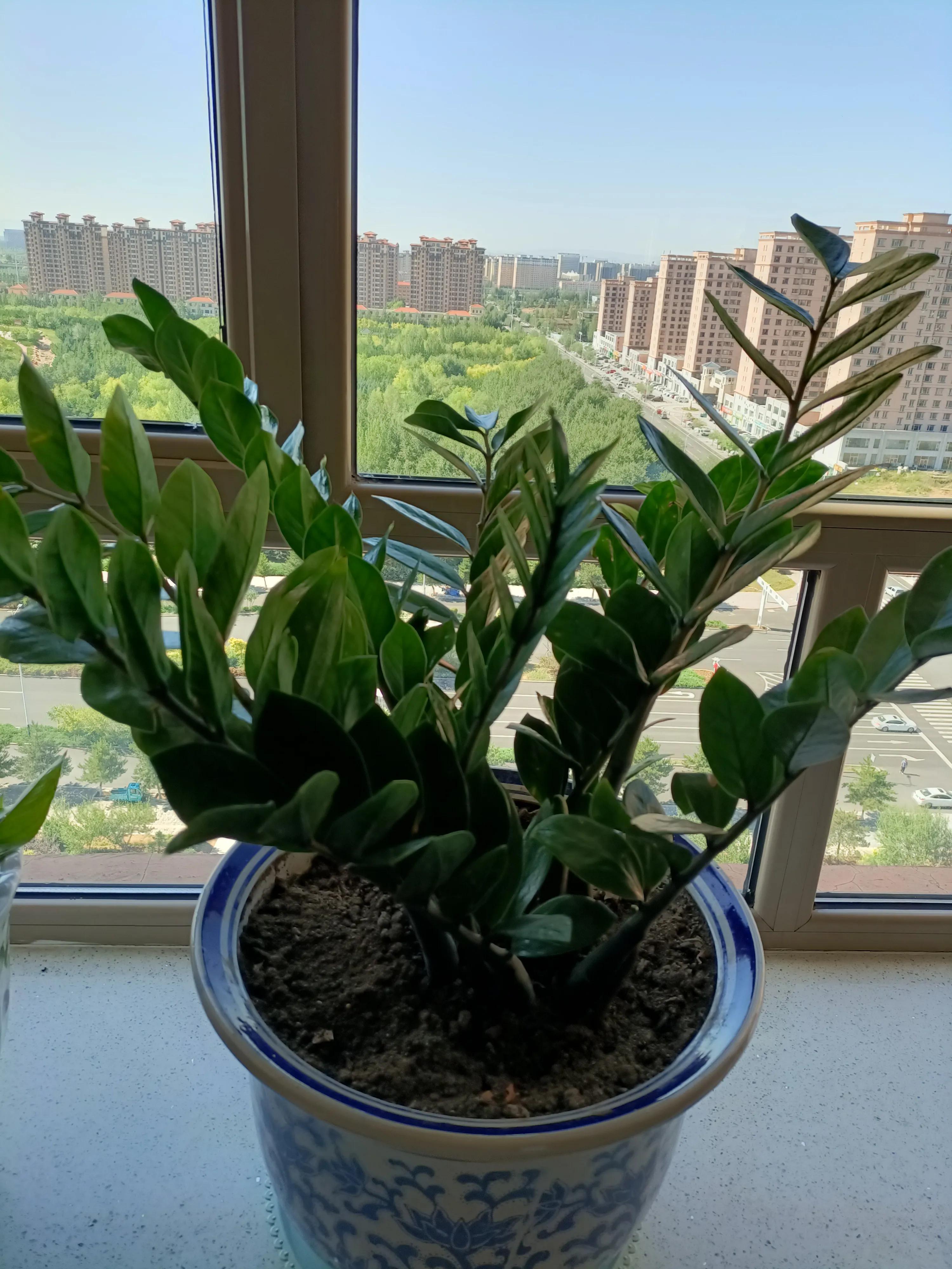 花卉市场的花有什么猫腻,为什么花市的花卉株型特别好