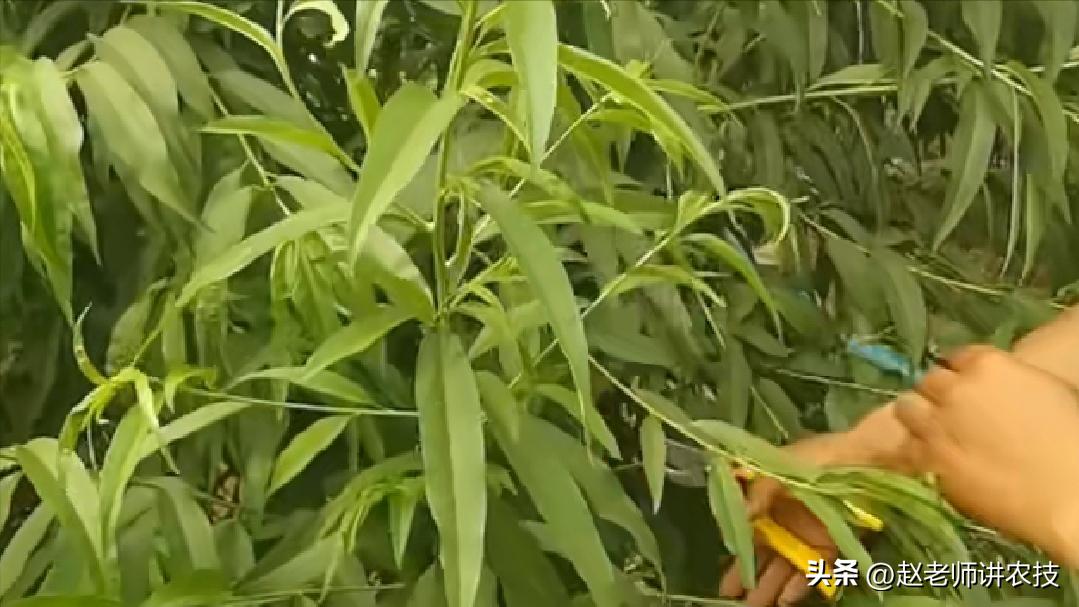 果树如何冬剪,果树冬剪的修剪技术