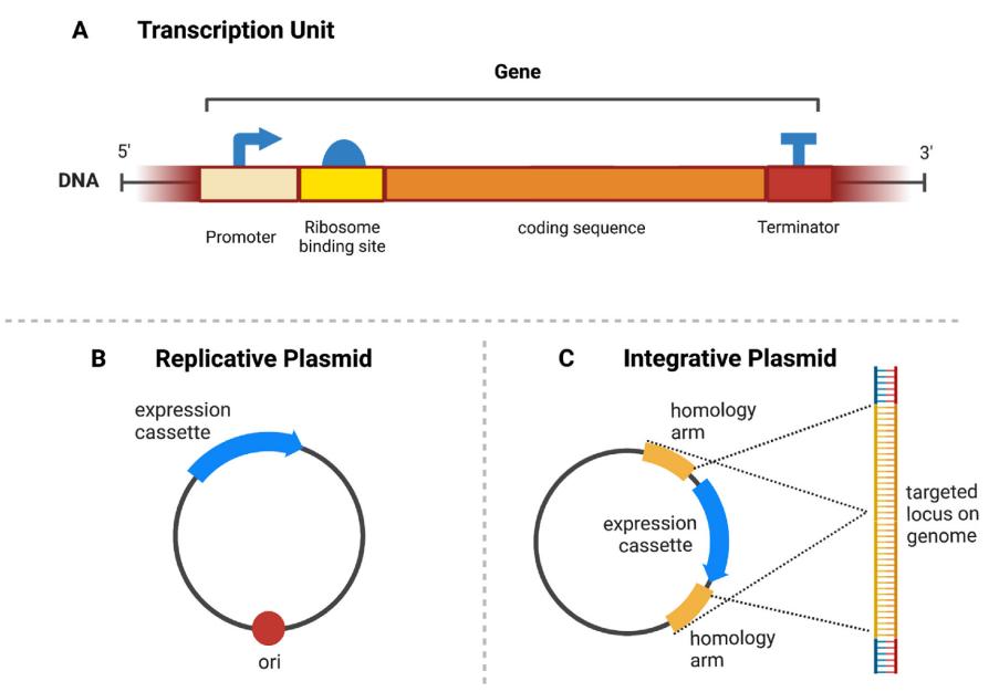 MaterialsTodayBio|开发基于蓝藻的新生物材料的进展与展望