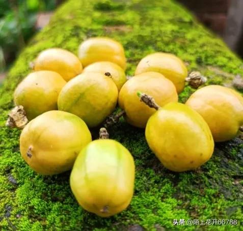 靠独特香味吸食昆虫的龙珠花精美绝伦，果实药用价值很高