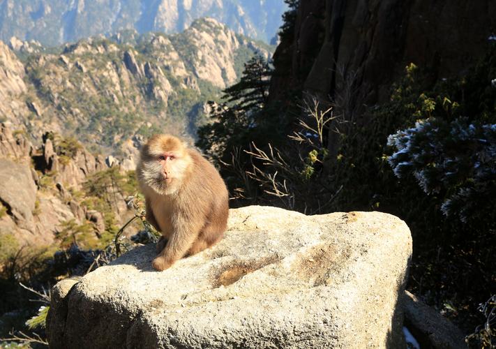 猴崽苦练猴爪功和铁砂掌，随母逃亡八年后竟然一掌成王|故事