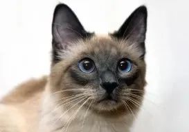 暹字怎么读,暹罗猫介绍拼音