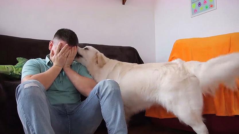 养狗的好处和养狗的坏处视频,养狗对人身体的好处有哪些