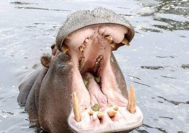 河马的的大牙到底有多锋利,河马骨头复原剑齿虎