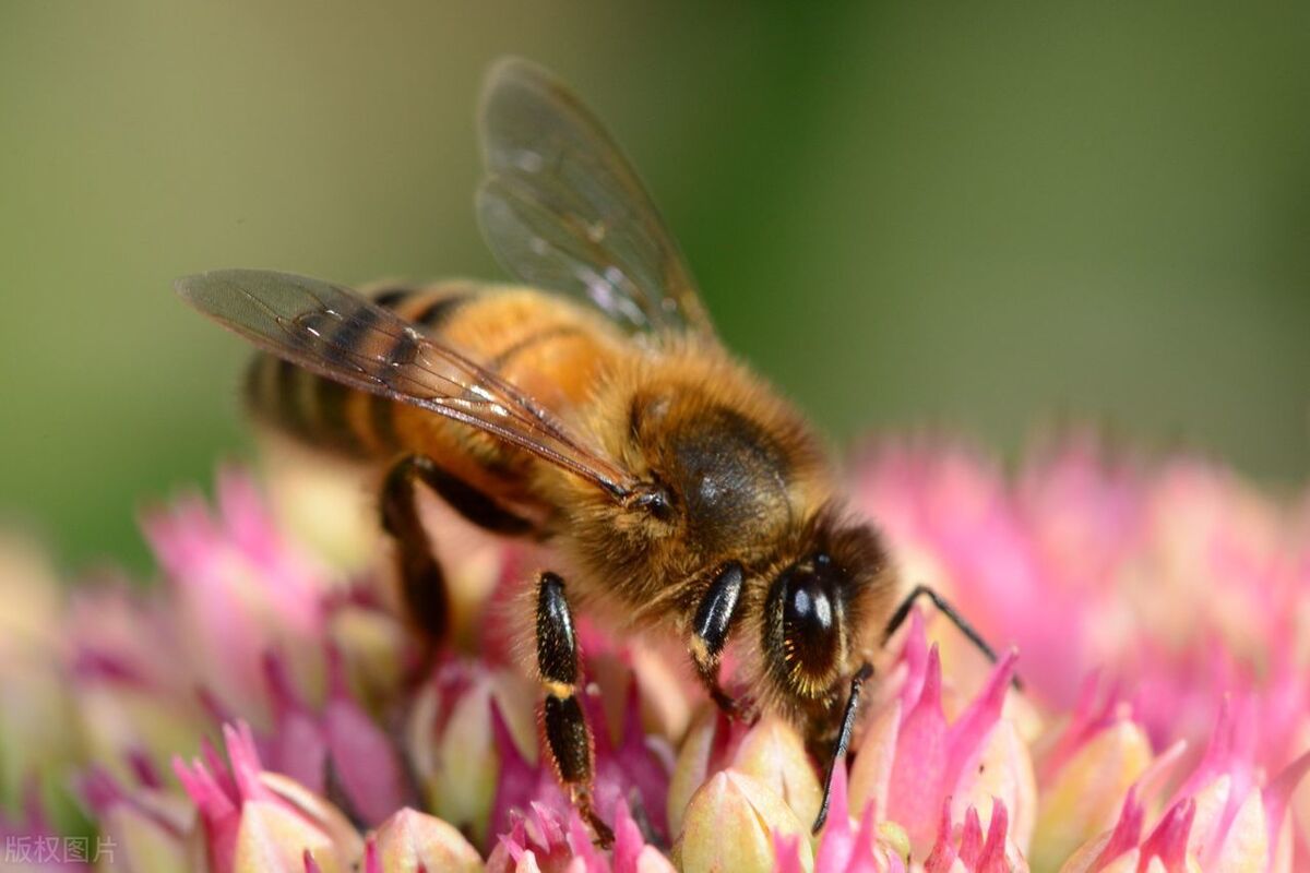 喝蜂蜜养生要懂八个指标,蜂蜜活性酶是什么指标