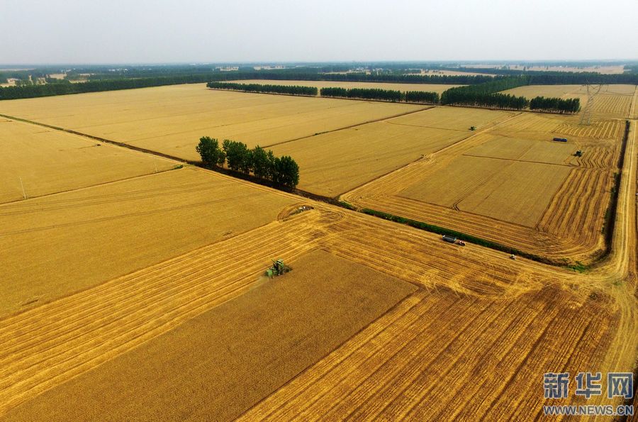 河南省小麦产量居全国首位的优势,河南发布秋粮增产夺丰收行动方案